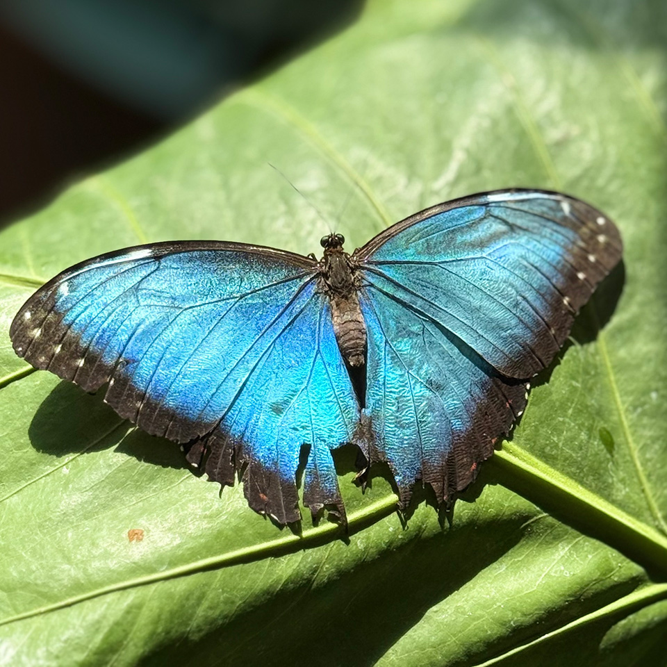 Key West Butterfly and Nature Conservatory