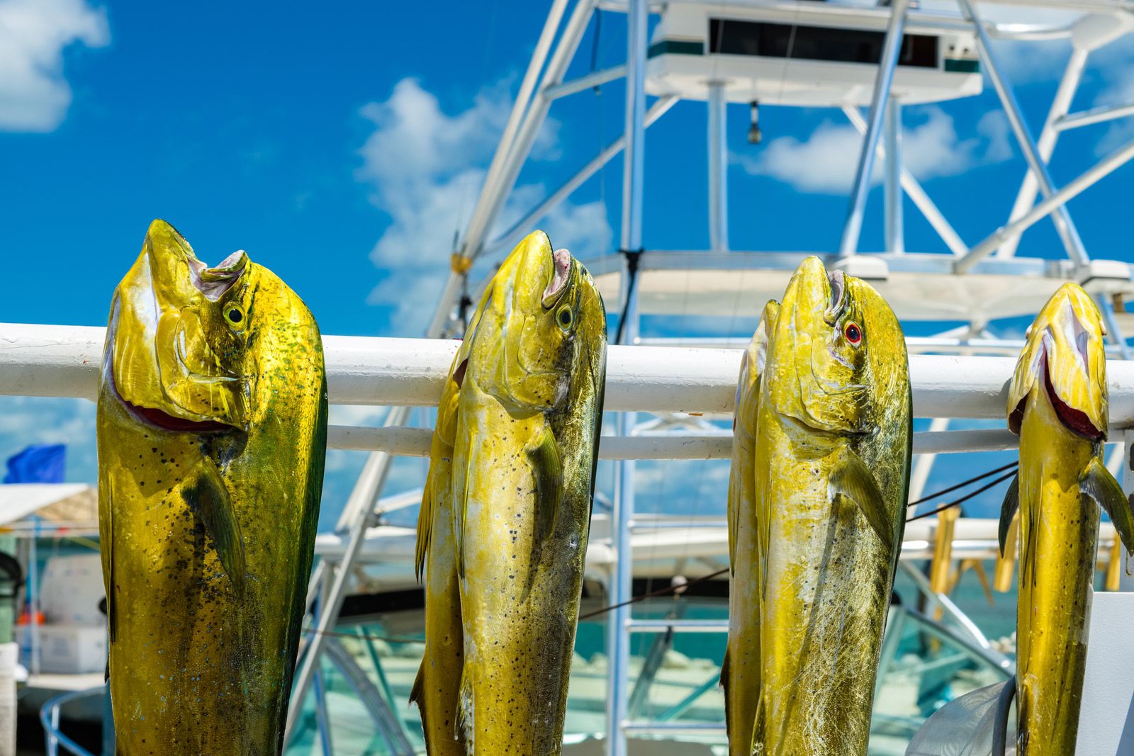 Types of Key West Fishing & Fishing Charters