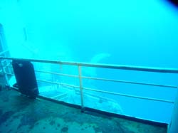 Second level looking down on the Vandenberg wreck in Key West